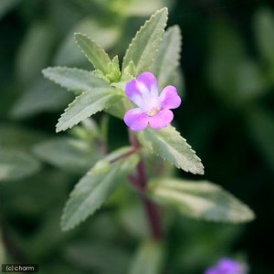 （水草）リムノフィラ　アロマティカ（水上葉）（無農薬）（１０本）