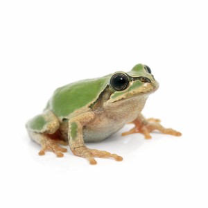 （両生類）ニホンアマガエル（１匹）　北海道・九州航空便要保温