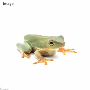 （両生類）クツワアメガエル　ベビー（１匹）　北海道・九州航空便要保温