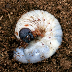 （昆虫）（メス単品）グラントシロカブト　アリゾナ産　幼虫（３令）（１匹）　外国産カブトムシ　北海道・九州航空便要保温