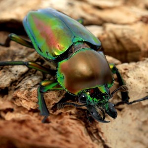 （昆虫）ニジイロクワガタ”プチ”　クィーンズランド産　成虫　２５〜３９ｍｍ（１ペア）外国産クワガタ