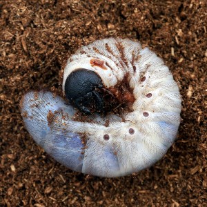 （昆虫）サタンオオカブトムシ　ボリビア産　幼虫（２〜３令）（１匹）