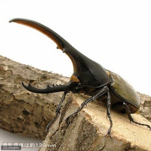 （昆虫）ヘラクレス・ヘラクレス　グアドループ産　成虫　オス１４１ｍｍ　メス６０ｍｍＵＰ（１ペア）　北海道・九州航空便要保温
