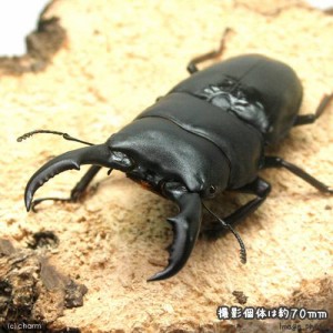 （昆虫）（オス単品）トクノシマヒラタクワガタ　鹿児島県　徳之島産　６５〜６９ｍｍ（１匹）　北海道・九州航空便要保温