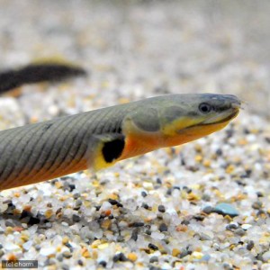 （熱帯魚）アミメウナギ（１匹）　北海道・九州航空便要保温