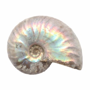 形状お任せ　マダガスカル産　虹色アンモナイト　Ｍ　１個　白亜紀　化石
