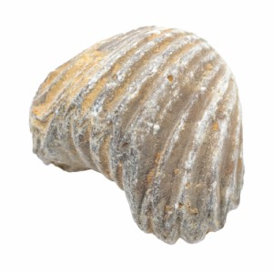 形状お任せ　モロッコ産　腕足類（リンコネラ）の化石　Ｓ　１個　白亜紀　化石