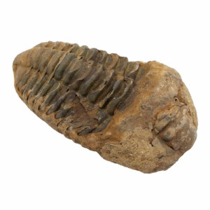 形状お任せ　モロッコ産　三葉虫（ディアカリメネ）の化石　Ｓ　１個　オルドビス紀　化石