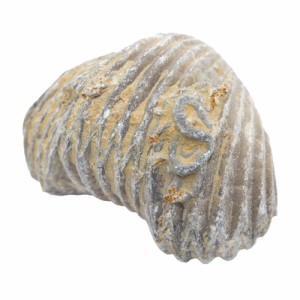 形状お任せ　モロッコ産　腕足類（リンコネラ）の化石　Ｍ　１個　白亜紀　化石