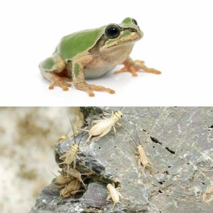 （両生類）二ホンアマガエル（１匹）と主食セット　北海道・九州航空便要保温