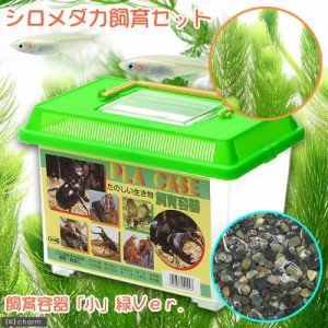 （めだか）（水草）シロメダカ飼育セット（飼育容器　小　緑（２２５×１５０×１６５ｍｍ）Ｖｅｒ．）　説明書付本州四国限定　お一人様