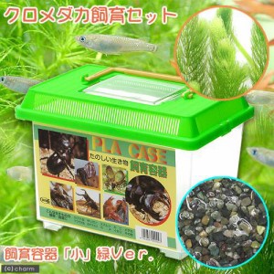 （めだか）黒メダカ飼育セット（飼育容器　小　緑（２２５×１５０×１６５ｍｍ）Ｖｅｒ．）　説明書付　本州四国限定