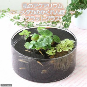 （めだか）私のアクアリウム　〜メダカのかくれんぼ〜　フラットグラス（直径２５×Ｈ９ｃｍ）　説明書付　飼育セット　本州四国限定