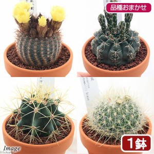 （観葉植物）素焼鉢　サボテン　品種おまかせ　３〜４号（１鉢）