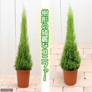 （観葉植物）ゴールドクレスト　ウィルマ　６号（１鉢）