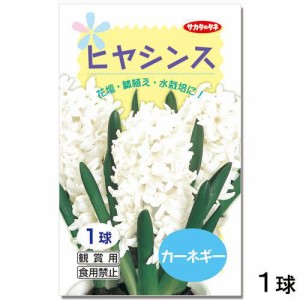 観葉植物 ヒヤシンス球根 水栽培向き 白色 カーネギー １球 の通販はau Pay マーケット チャーム 商品ロットナンバー