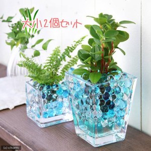 （観葉植物）おまかせオアシス苗とブロックグラス・スクエアグラス２Ｐセット　ブルーミックス　おしゃれ　室内　プレゼント