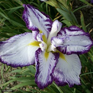 （ビオトープ）水辺植物　花菖蒲　舞姫（マイヒメ）江戸系白地紫覆輪六英花（１ポット）