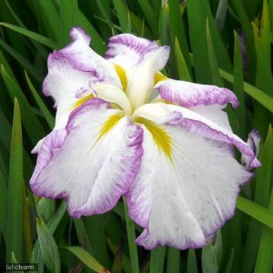 （ビオトープ）水辺植物　花菖蒲　麗月（レイゲツ）肥後系白地紫覆輪六英花（１ポット）