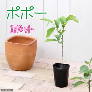 （観葉植物）果樹苗　ポポー　３．５号（１ポット）　家庭菜園