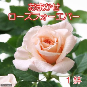 （観葉植物）バラ　ローズフォーエバー（品種おまかせ）　３．５号（１鉢）