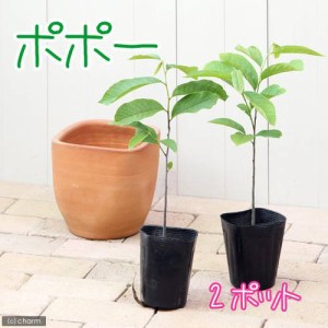 （観葉植物）果樹苗　ポポー　３．５号（２ポット）　家庭菜園