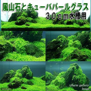 （水草）風山石とキューバパールグラス　３０ｃｍ水槽用レイアウトセット（水上葉）（無農薬）　本州四国限定