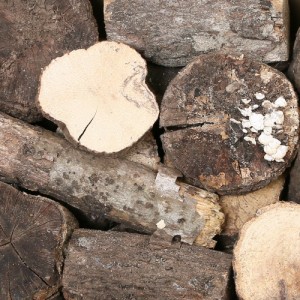 産卵木　端材詰め合わせ　５ｋｇ　太さ・形状・硬さ様々
