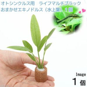 （水草）オトシンクルス用　ライフマルチ（茶）おまかせエキノドルス（水上葉）（無農薬）（約１５ｃｍ）（１個）