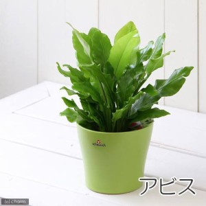 （観葉植物）シダ　アスプレニウム　アビス　４号（１鉢）