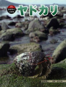 ヤドカリ しおだまりの生き物 [本]