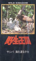 サシバ 海を渡るタカ [DVD]