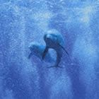 DREAM DOLPHIN / ザ・サン・オールウェイズ・シャインズ [CD]