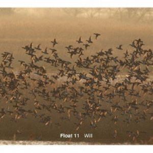 Float11 / Will [CD]