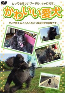 かわいい愛犬 [DVD]