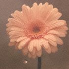 花は咲くプロジェクト / NHK 明日へ 東日本大震災復興支援ソング： 花は咲く（初回限定盤／CD＋DVD） [CD]