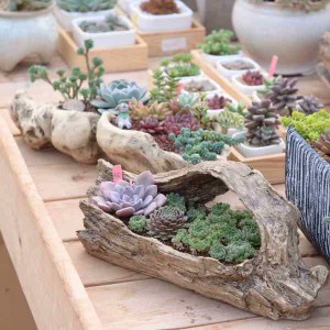 家居の飾り物鉢植木鉢ポリ製多肉植物寄せ植えかわいいプチオアシス木しょくぶつ入れ物