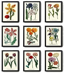 Botanical Print Set of 9 Antique Beautiful W Blue Yellow Pink Iris Red(中古品)