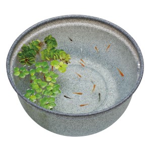 メダカ元気 メダカのための飼育鉢 みかげ420 （観賞魚用品／水槽用品）〔代引不可〕