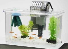 めだか）黒メダカ飼育セット（飼育容器 小 緑（225×150