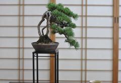 ~ ̌Rܗty~j~ bonsai ڂ񂳂 悤܂  Mtg  |p El ~ z