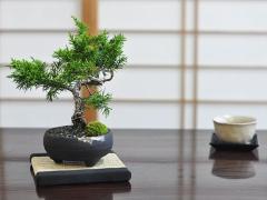 ~ ~j^y~j~ bonsai ڂ񂳂 ς S  Mtg bsO lCz
