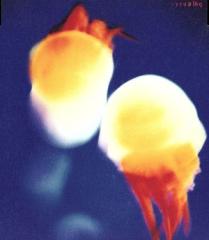 キングギドラ／”LIVE IN TOKYO”〜最終兵器 TOUR 2002〜 [DVD]の通販は