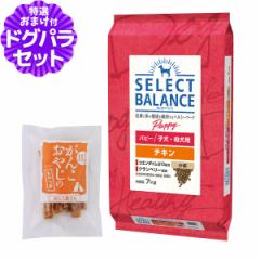 セレクトバランス ドッグフード パピー チキン 小粒7kg+国産たじま鶏ジャーキー20g