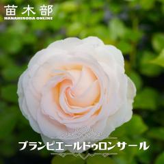 ��o�� �y�u�����s�G�[���h�D�����T�[���z 2�N����c