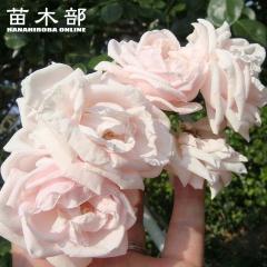 ��o�� �y�j���[�h�[���z 1�N�� �V�c