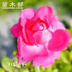 �l�G�炫��o�� �y�p���[�h�z 2�N����c