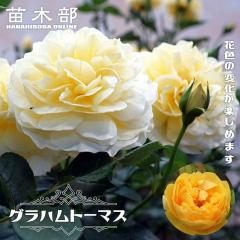�l�G�炫������o�� �y�O���n���g�[�}�X�z 6���|�b�g �Q�N����c