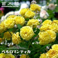 �l�G�炫�o���c �y�x�����}���e�B�J�z �Q�N����c