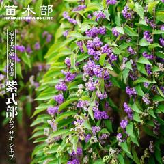 ������ �����T�L�V�L�u �|�b�g�c�܂��͔��A���c